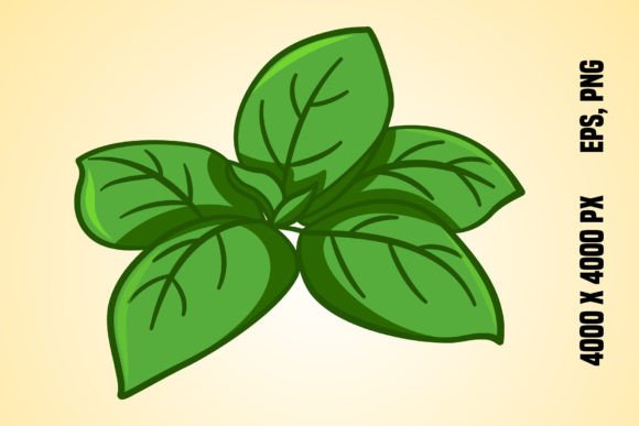 Download Fresh Green Basil Leaves - Fresh green Collection